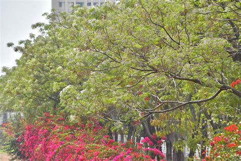 高速公路旁的白花|白花點亮高速之路